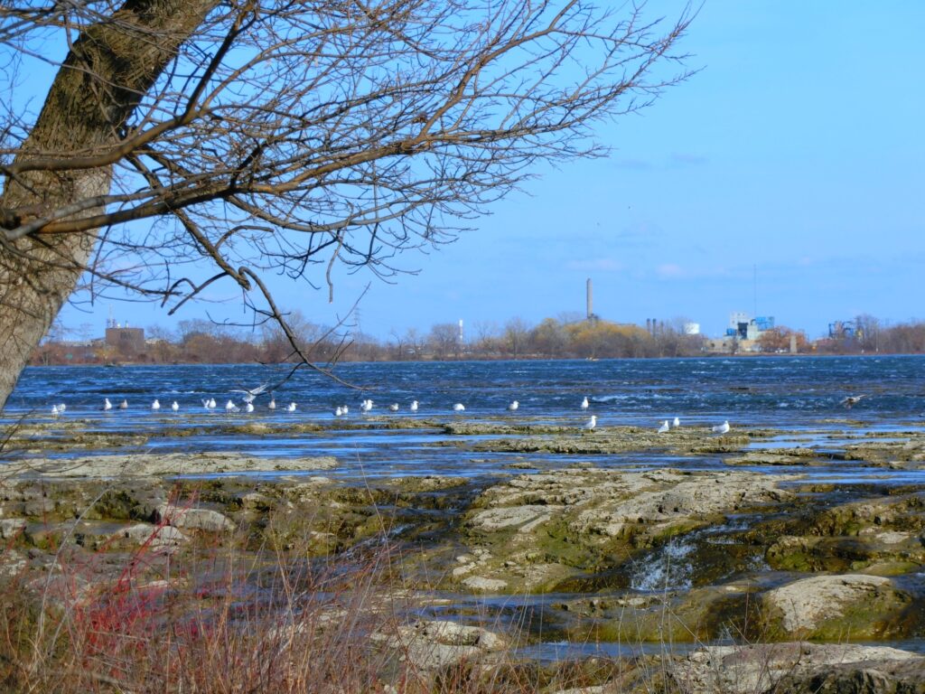 ナイアガラフォールズ州立公園からの景色