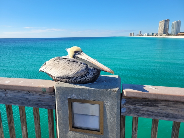 青い海とペリカン